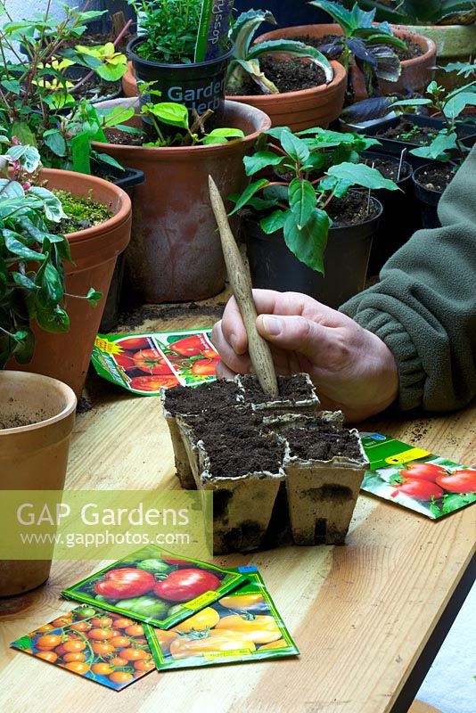Sowing tomato seed in pots