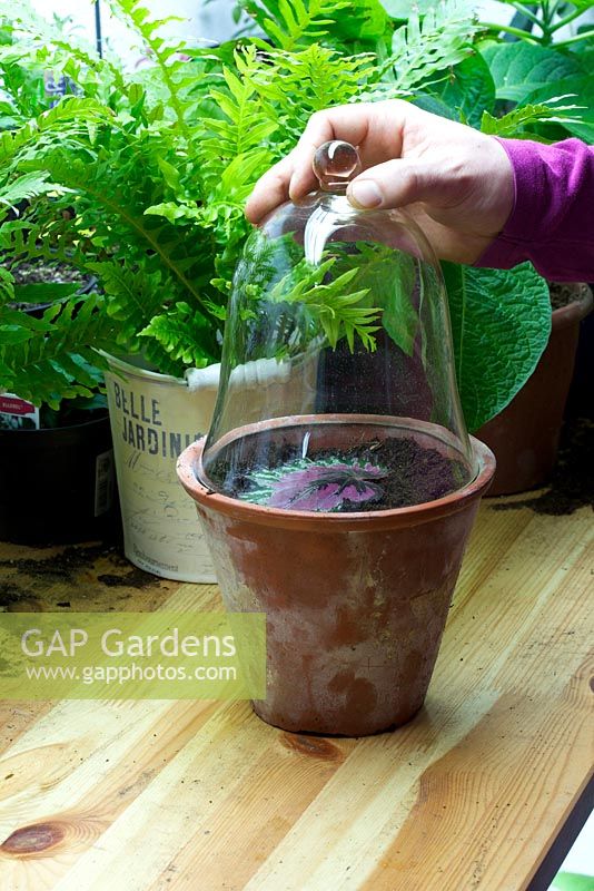 Taking leaf cuttings of Begonia - Placing glass cloche over leaves