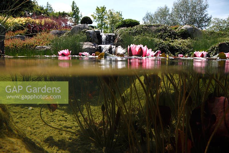 Low angle view of pond with Nymphaea - Waterlily
