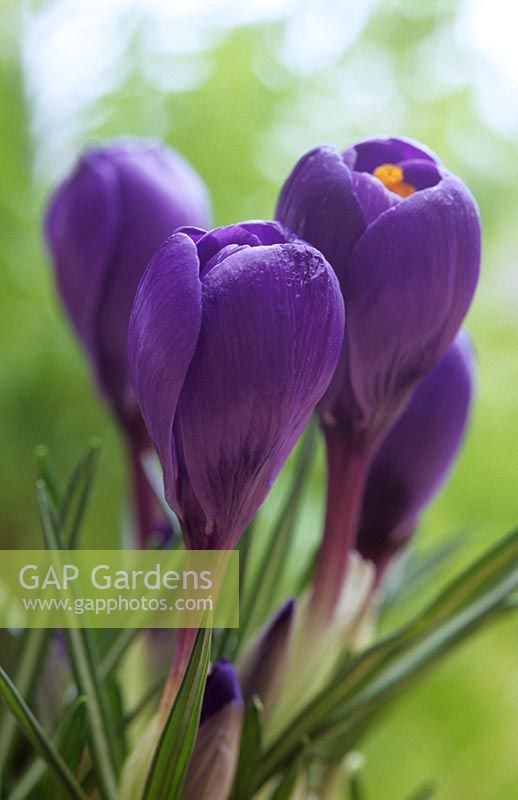 Crocus vernus - Dutch Crocus purple form,  March