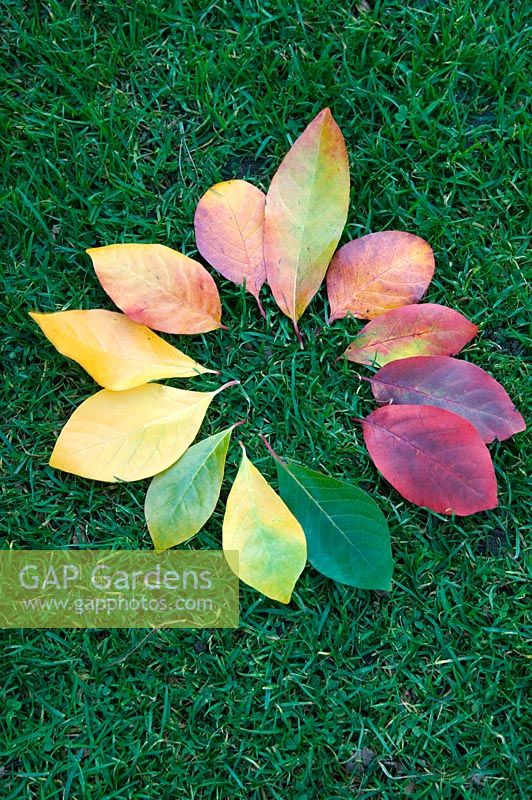 Leaves collage at RHS Wisley, Surrey, October