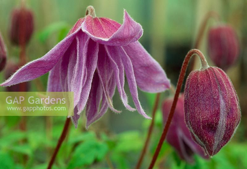 Clematis macropetala