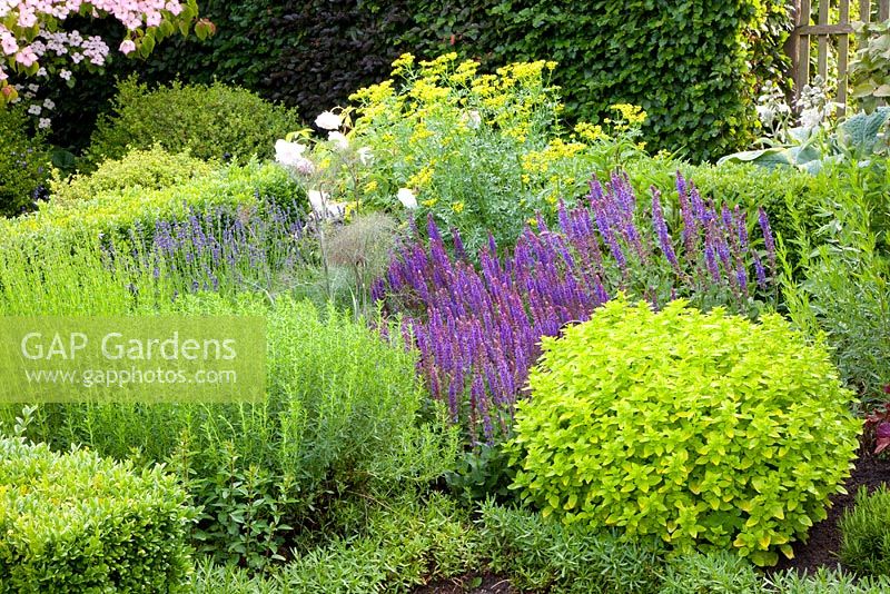 Herb garden borders of Foeniculum vulgare, Salvia and Origanum vulgare 'aureum'
 