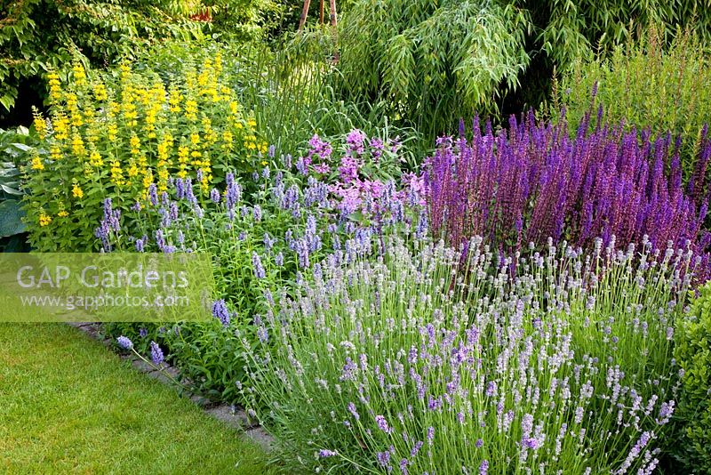 Border of Lavandula, Stachys monnieri 'Hummelo', Salvia nemorosa 'Caradonna' and Lysimachia punctata