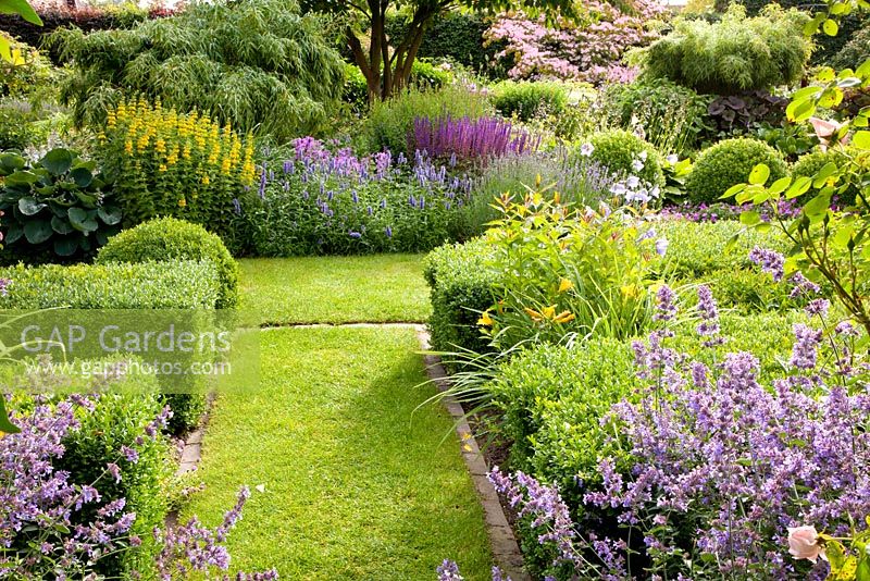 Country garden with borders of Salvia nemorosa 'Caradonna', Cornus kousa 'Satomi', Lysimachia punctata