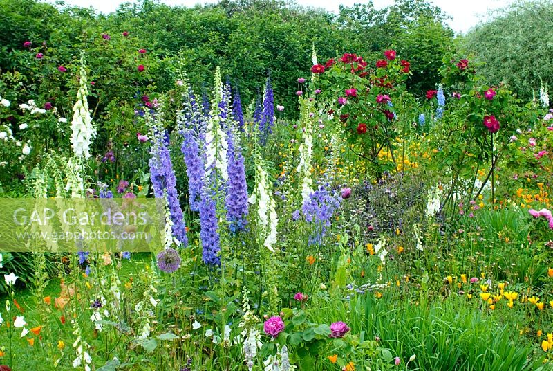 Delphinium, Eschscholzia californica, and Digitalis in borders with old fashioned Rosa. The Manor, Hemingford Grey