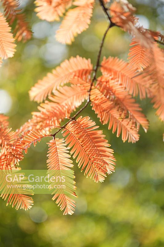 Metasequoia glyptostroboides. Autumn foliage of Dawn Redwood