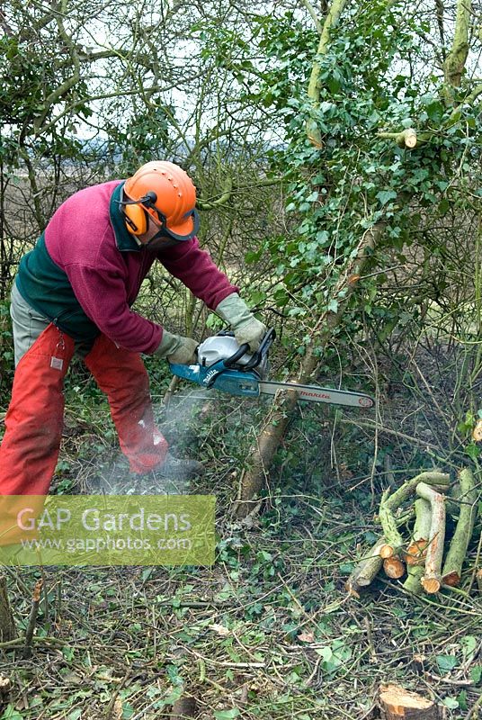 Man wearing safety clothing using chainsaw to clear overgrown thorn hedge