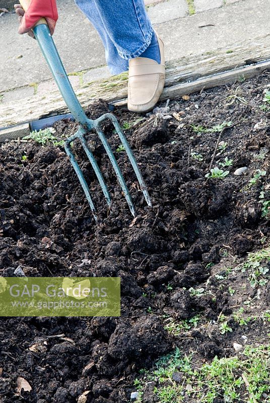 Dressing raised bed with organic compost in Spring ready for digging