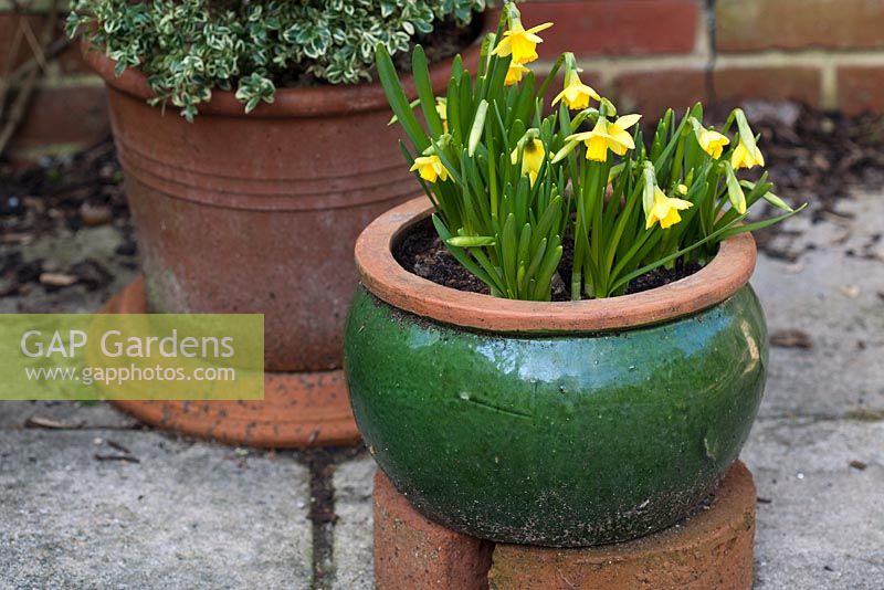 Narcissus 'Tete a Tete' in container. Pembury House, Clayton    