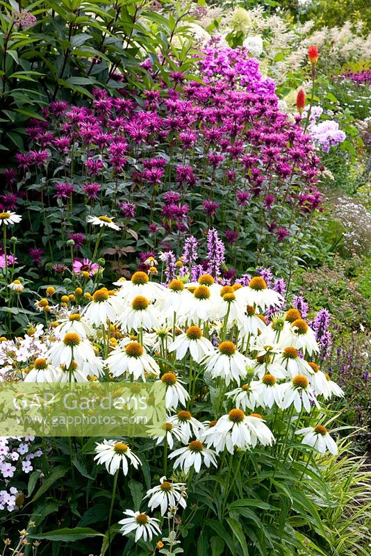 Mixed border with Echinacea purpurea 'Green Edge', Stachys monnieri 'Hummelo'and Monarda 'Gewitterwolke'