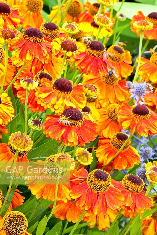 Helenium 'Sahin's Early Flowerer'