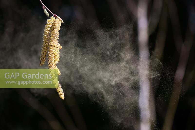 Betula utilis jacquemontii jermyn - Himalayan birch tree catkins releasing pollen
