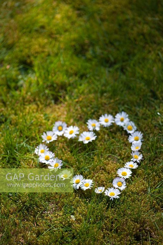Bellis perennis - Daisy flowers in heart shape
