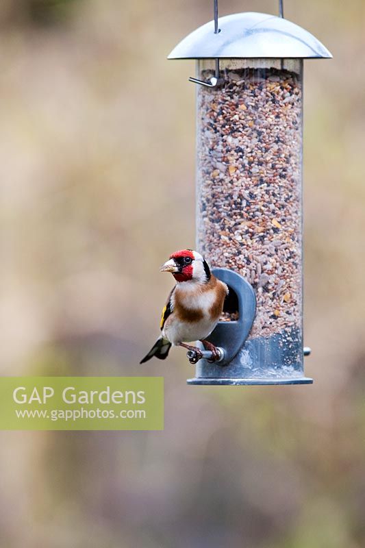 Carduelis carduelis - Goldfinch on bird feeder in a garden
