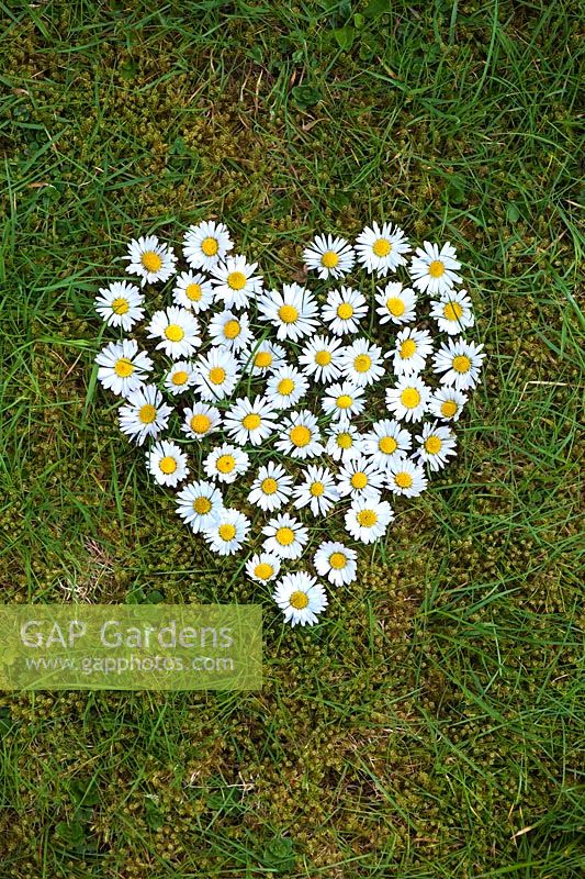 Bellis perennis - Heart shape daisy flowers in the grass