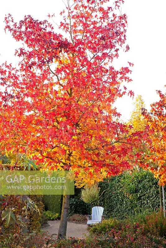 Liquidambar styraciflua in garden setting