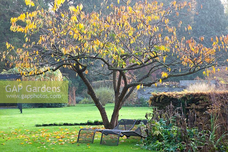 Metal loungers under Prunus serrulata in late autumn garden