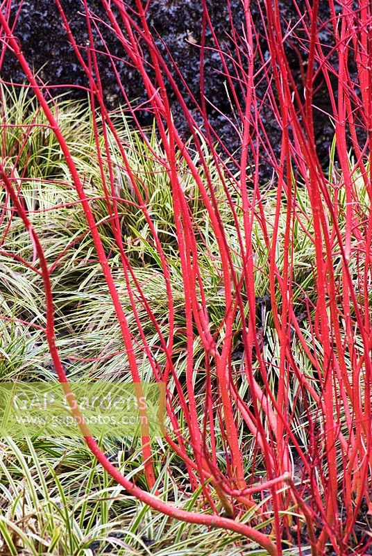 Cornus alba 'Sibirica' AGM underplanted with Carex morrowii 'Fisher's Form' - The Sir Harold Hillier Gardens, Hampshire County Council, Romsey, Hants