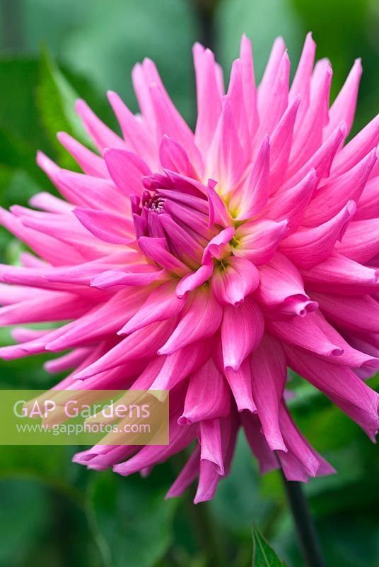 Dahlia 'Parkland Rave'