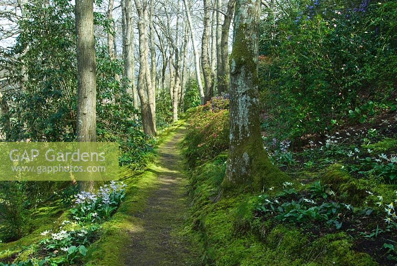 Part of the National Collection of Erythroniums displayed along the woodland walk below tall oaks - Greencombe Garden, Porlock, Somerset