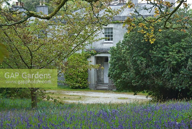 Carpet of bluebells near the abandoned house - Enys Gardens, St Gluvias, Penryn, Cornwall