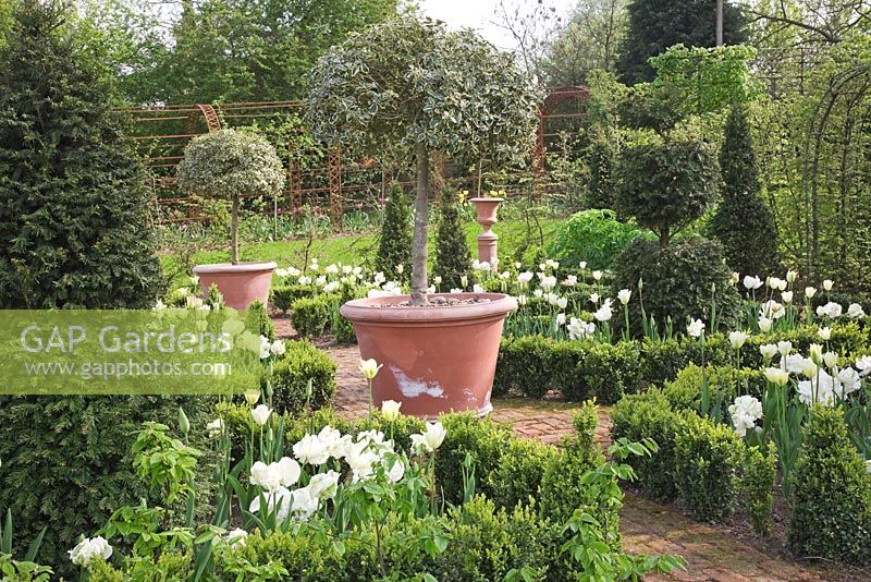 Parterre with Buxus edged beds of Tulipa 'Spring Green', Florosa', 'Groenland' and 'Super Parrot', Yew pyramids and standard variegated Holly trees in large terracotta pots - Northend