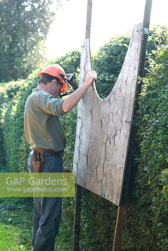 Man using wooden template to cut semi circles in a hawthorn hedge in September