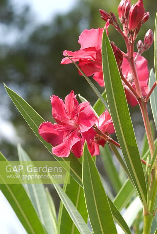 Nerium oleander in Mallorca, late August