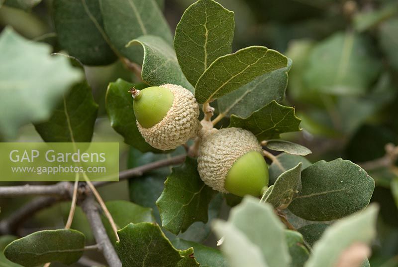 Quercus - An Evergreen Oak with acorns in Mallorca, late August