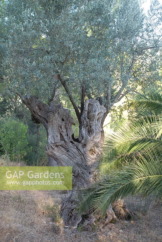 Olea europaea - Old Olive tree in early morning light, Mallorca, late August