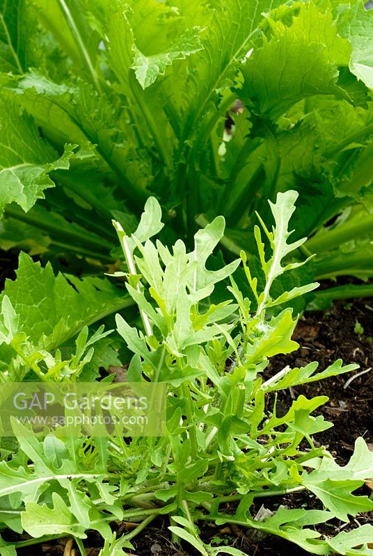 Eruca sativa and Brassica rapa 'Green in Snow' - Chinese Mustard and rocket