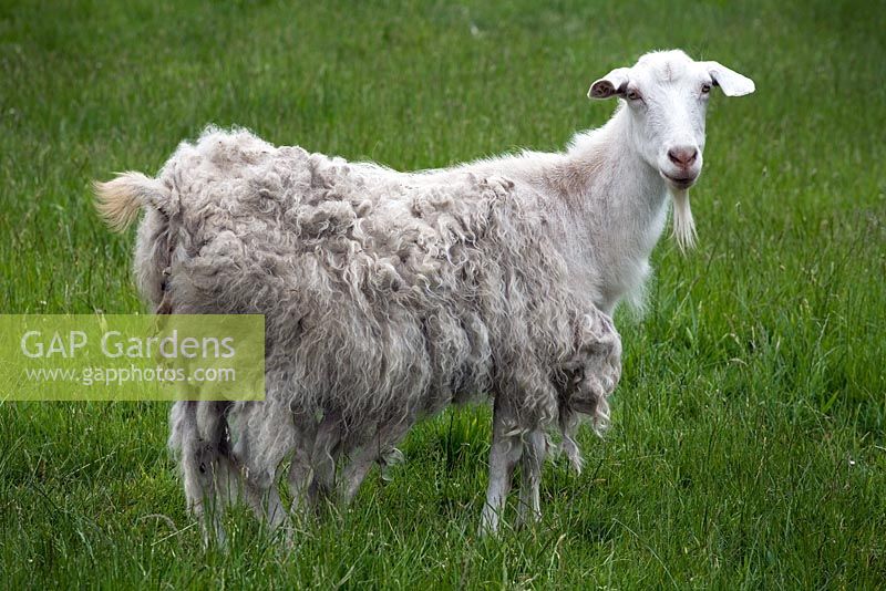 Sheep - Breedenbroek, New Zealand