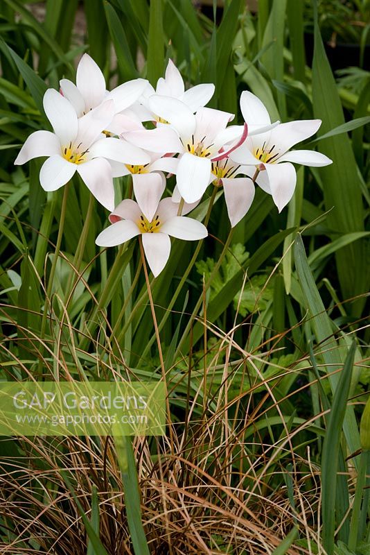 Tulipa clusiana with Carex flagellifera