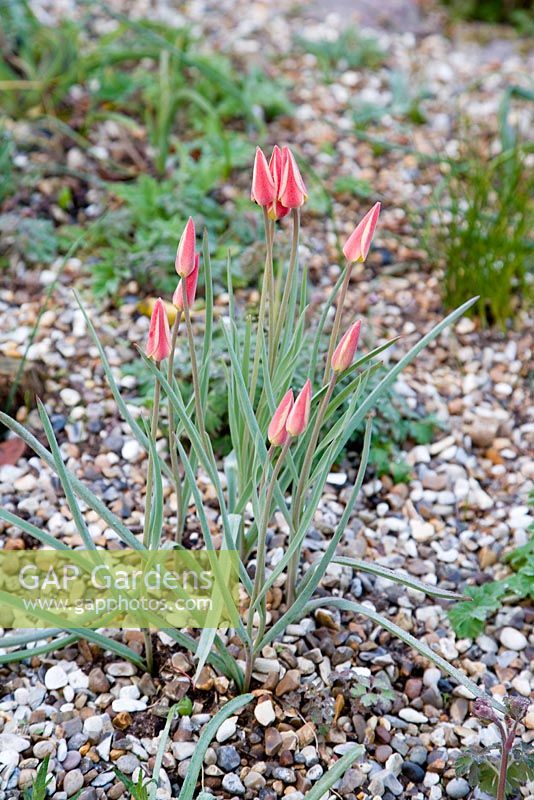 Tulipa clusiana var. chrysantha 'Tinka' AGM