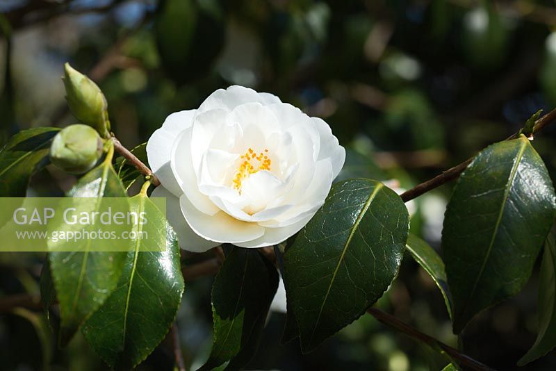 Camellia x williamsii 'China Clay'