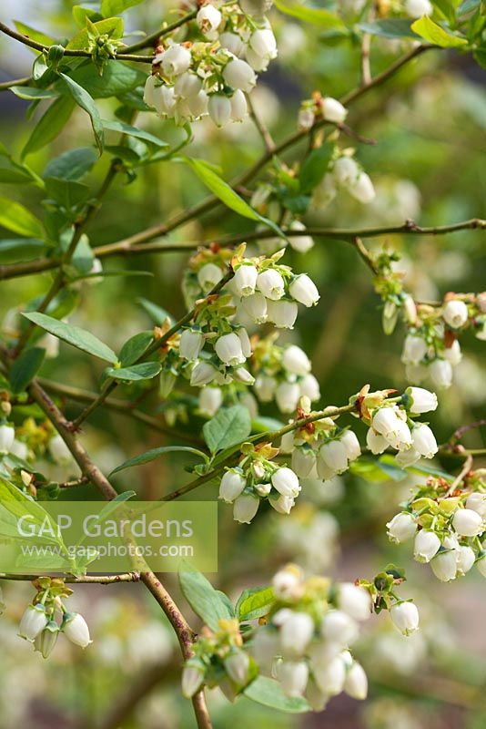 Vaccinium corymbosum 'Coville' - Blueberry flowers in spring