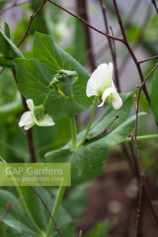 Pisum sativum 'Douce Provence' - Peas in flower, supported by twiggy sticks