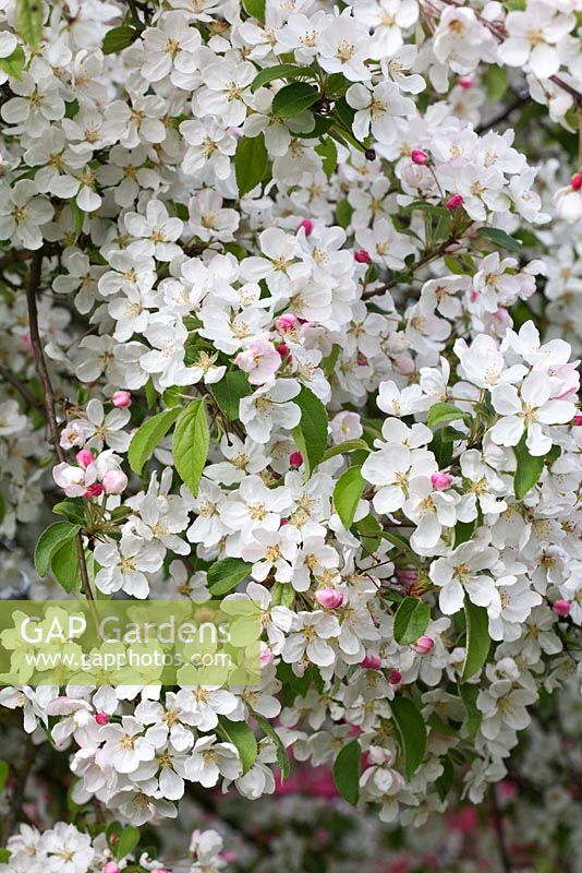 Malus baccata 'Lady Northcliffe'