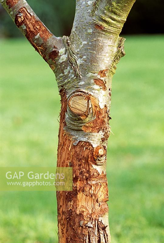 Rodent damage on Malus - Apple tree trunk
