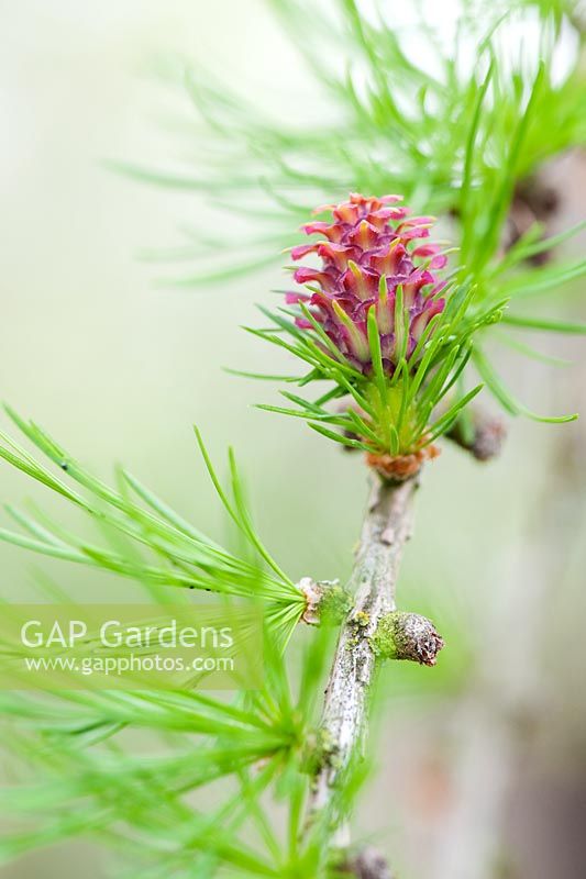 Larix europaea - Larch tree flower cone in spring