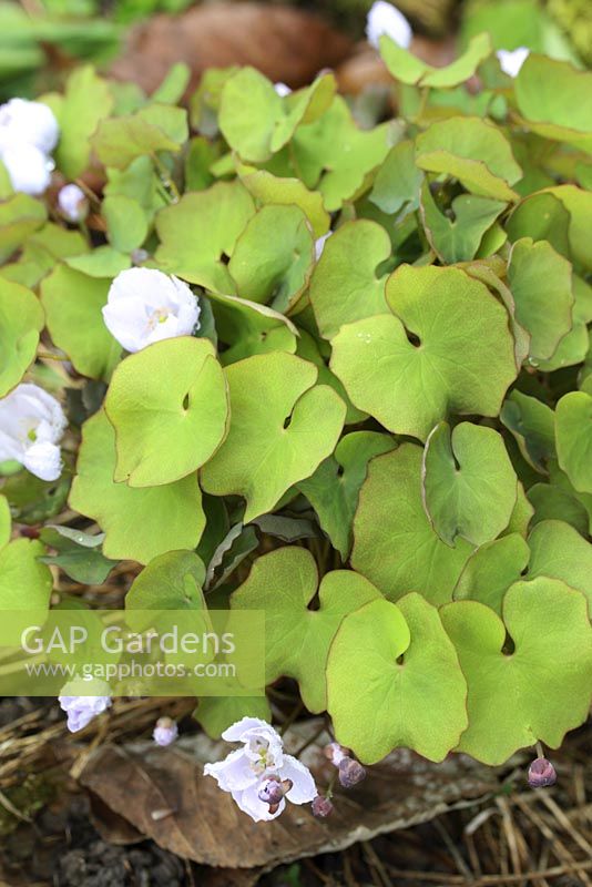 Jeffersonia dubia in April