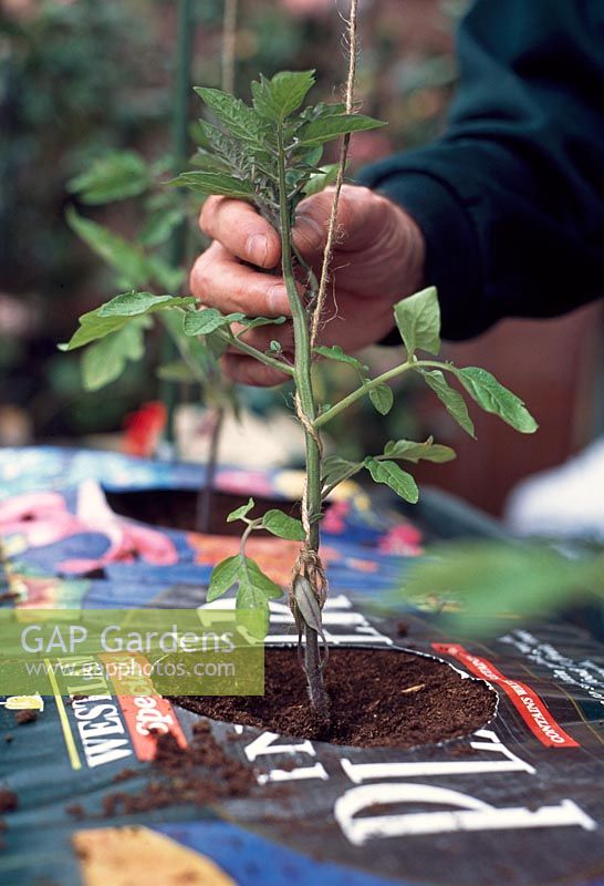 Planting Tomato plants. As the plant starts to grow, gently wind it around the string every three to five days.  As the weight increases, the string remains taut, supporting it.