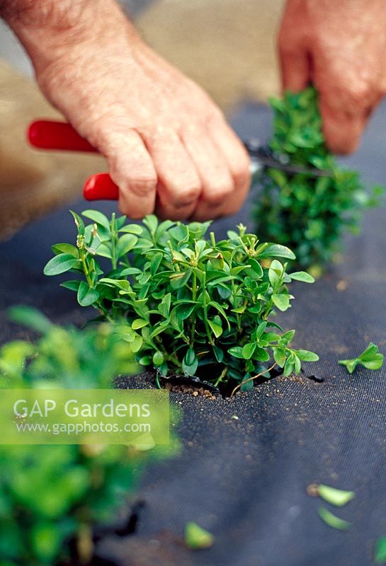 Planting a Box hedge. After planting out the young plants, cut them back to about 15cm (6in) above ground level. This encourages bushy growth, so that you end up with a dense hedge.