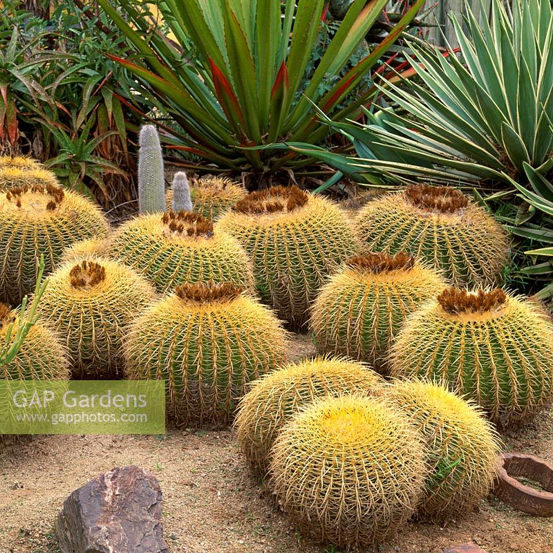 Echinocactus grusonii - Barrel Cactus in Gravel Garden