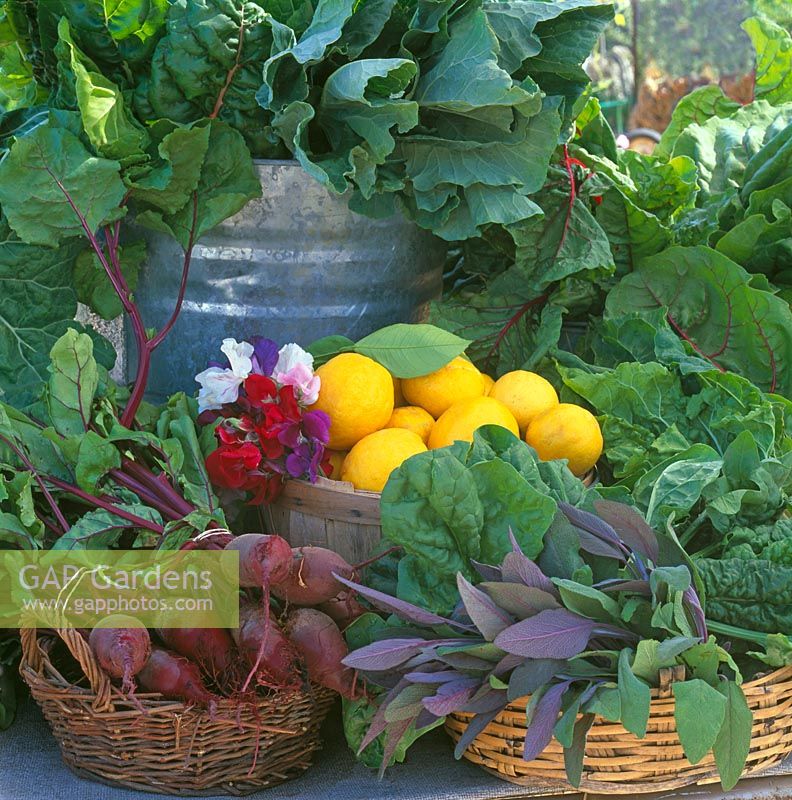 Produce display in baskets and bucket. Chard, Lemons, Sage, Beetroot and Sweet Peas