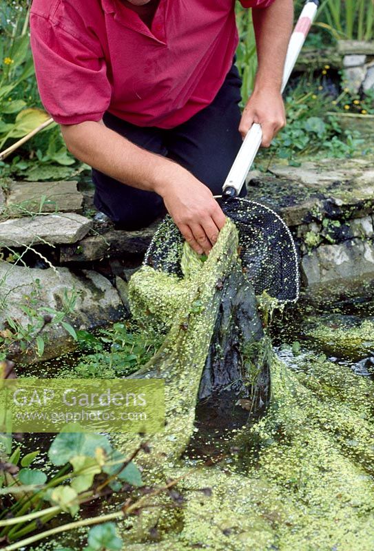 Ponds - Thinning oxygenating weed by hand and net 