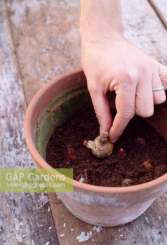 Planting bulbs. Arrange the bulbs on the surface, they can be about 1cm apart. Fill the gaps between the bulbs with compost, leaving the tips exposed.