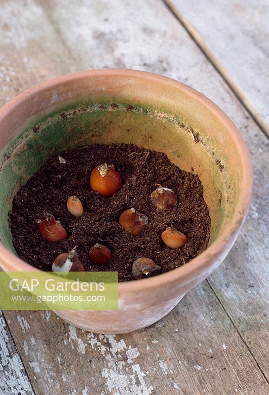 Planting bulbs. Planting several layers of bulbs- arrange the bulbs on the surface, they can be about 1cm apart. Fill the aps between the bulbs with compost, leaving the tips exposed