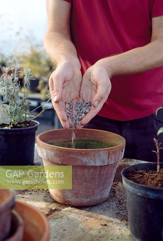 Planting several layers of bulbs. Depending on the size of container, choose at least two types of bulb that flower successionally. Place a 2.5cm layer of drainage material in the base. Top up with compost about 6 cm deep.